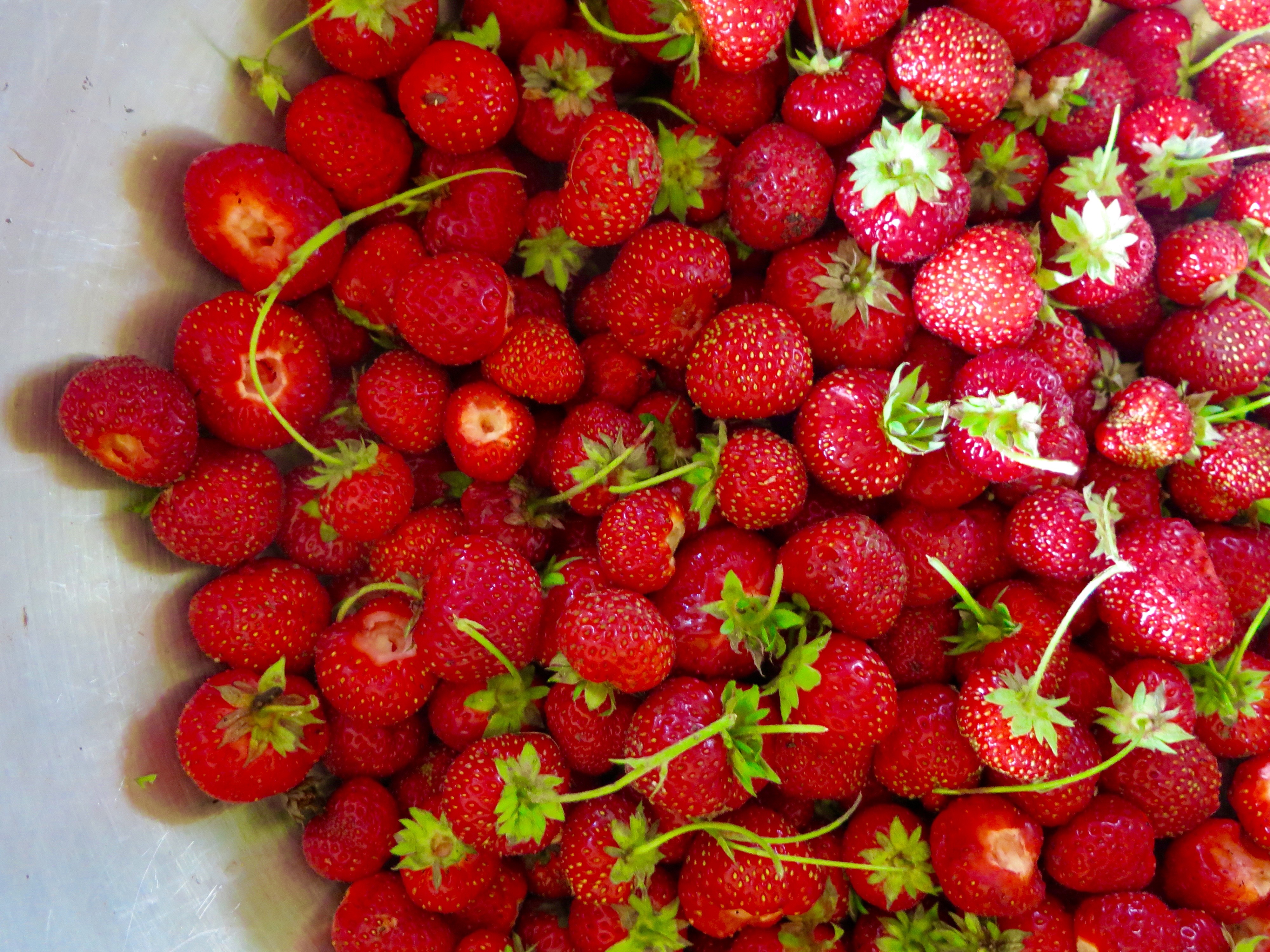 Freshly Picked Strawberries | Jessie Sheehan Bakes