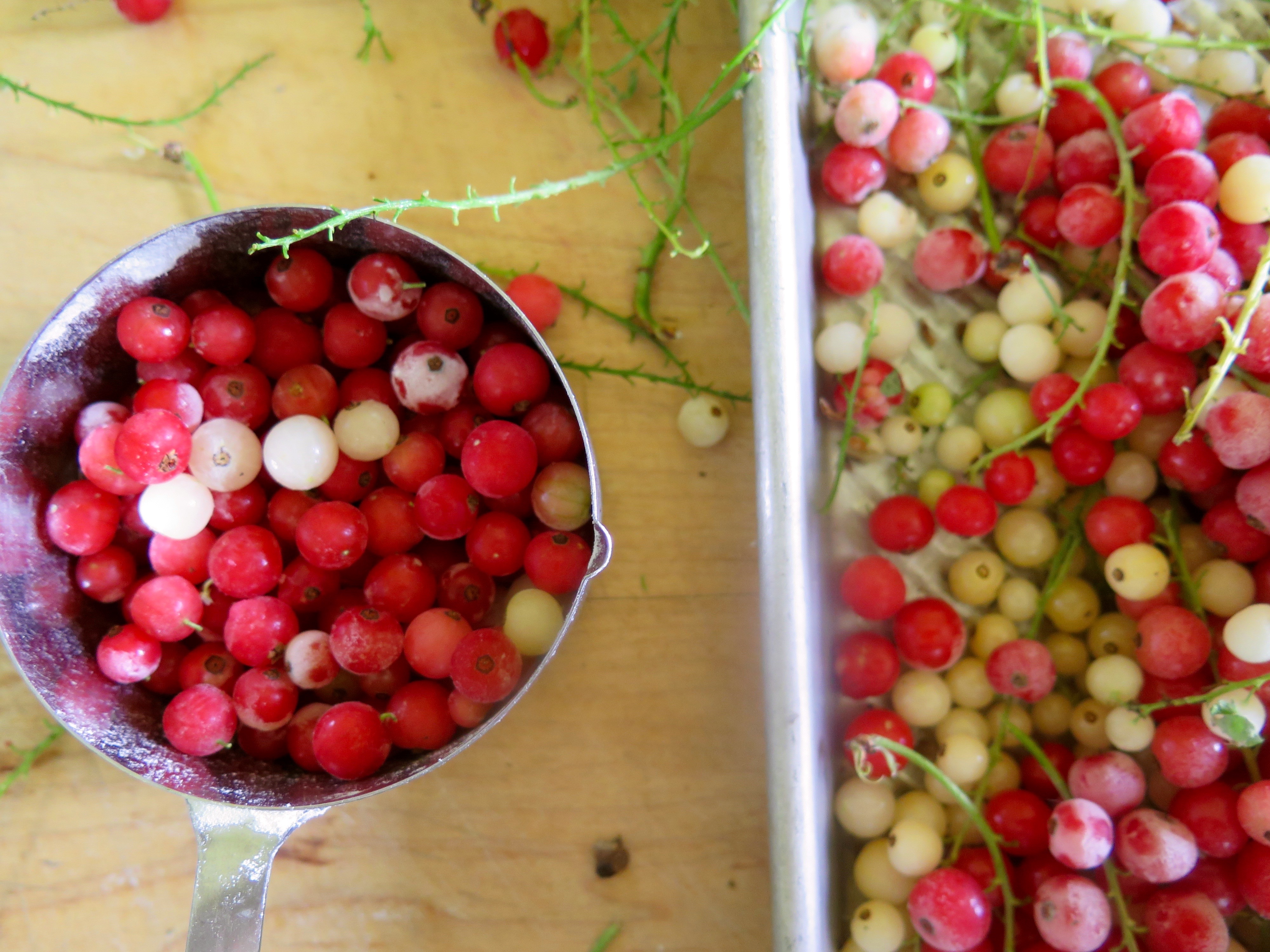 currants from the garden Fresh Currants | Jessie Sheehan Bakes